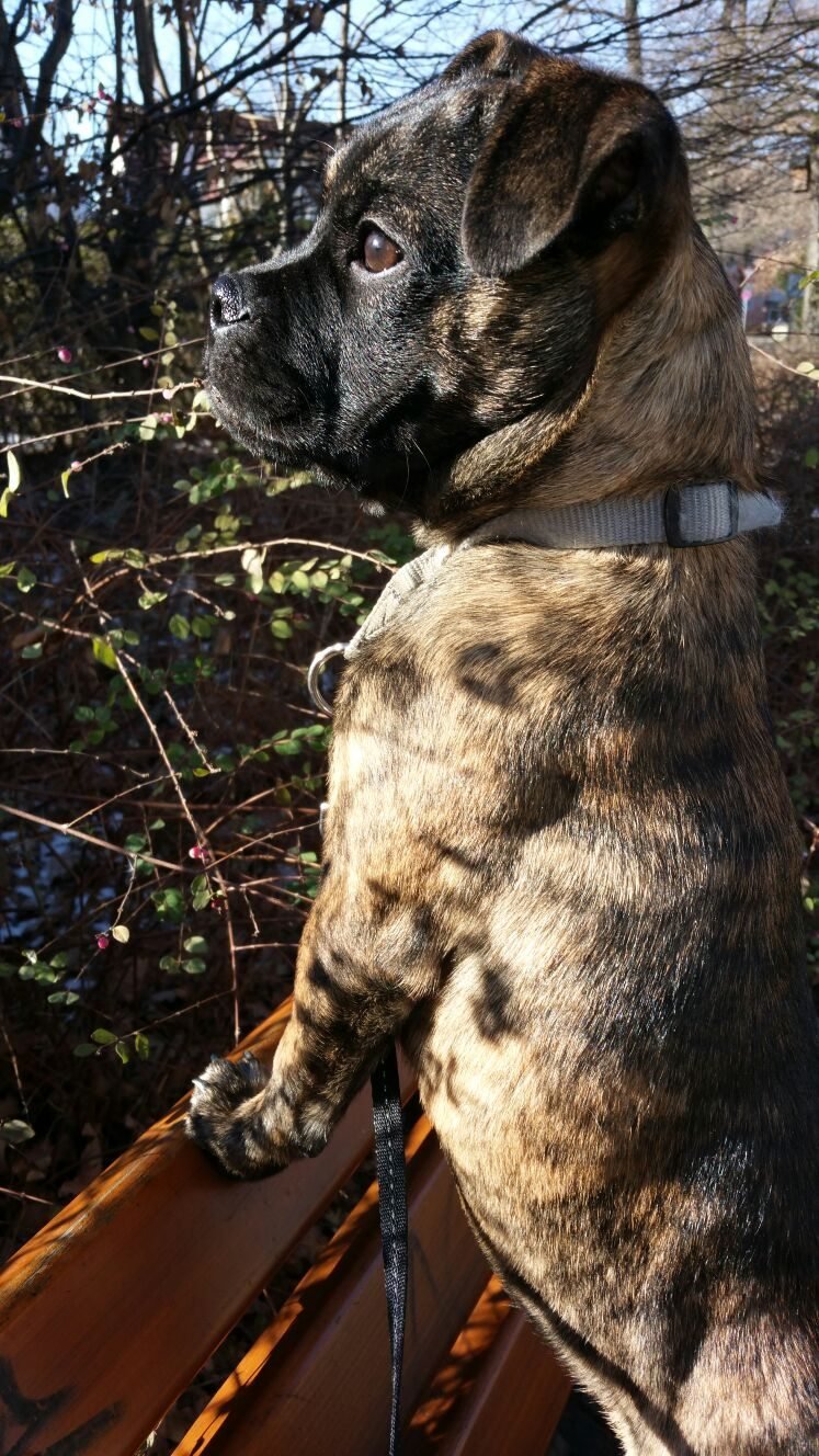 Hund im Sonnenlicht auf einer Bank